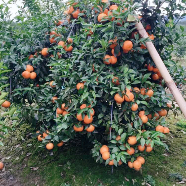 柑橘留樹保鮮賣高價?品種要求、準備工作,你都知道嗎?馬虎不得 柑橘留樹保鮮賣高價?品種要求、準備工作,你都知道嗎?馬虎不得