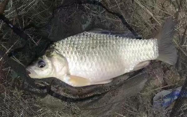 野釣鯽魚鯉魚最佳通殺餌料配方 野釣鯽魚鯉魚最佳通殺餌料配方