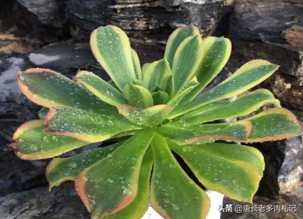 多肉青檬法師和嘉年華法師，生長季節看似差不多，休眠後卻大不同