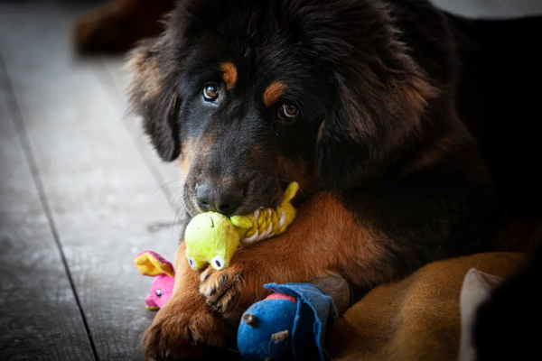 曾經市價3000萬的藏獒,活成了悲劇 曾經市價3000萬的藏獒,活成了悲劇