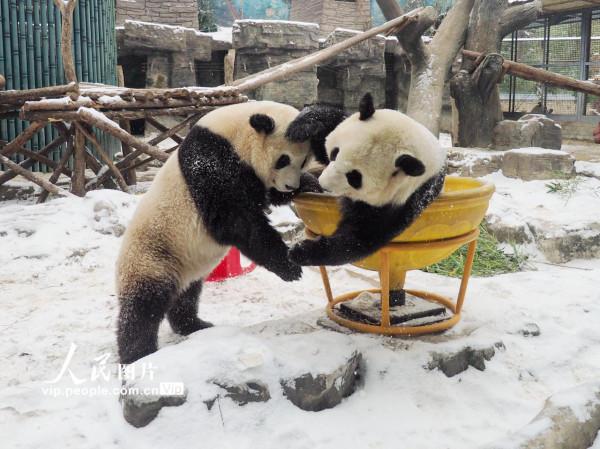 北京：大熊貓雙胞胎姐妹雪地裡嬉戲