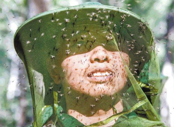 基因蚊子能消滅野生蚊子嗎？巴西用慘痛教訓給了我們答案