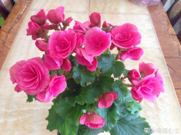 秋冬養盆麗格海棠,花朵像牡丹,有金玉滿堂好兆頭 秋冬養盆麗格海棠,花朵像牡丹,有金玉滿堂好兆頭