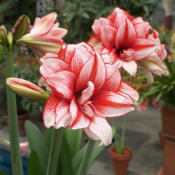 20種年宵花,高階又大氣,吉祥還旺財,現在買最便宜 20種年宵花,高階又大氣,吉祥還旺財,現在買最便宜