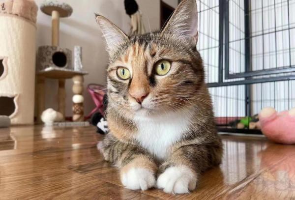 養寵你們真的做好準備了嗎? 養寵你們真的做好準備了嗎?