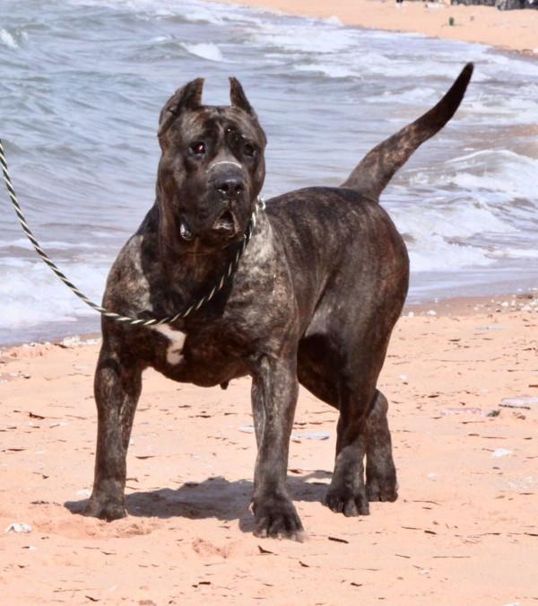 人稱“犬中四煞”的4種狗,請認住它們的長相,看見了要繞路走 人稱“犬中四煞”的4種狗,請認住它們的長相,看見了要繞路走