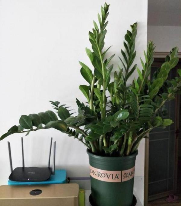 養金錢樹，4個“不將就”，保準葉片油綠，側芽爆不斷