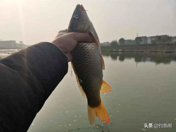 換粗線沒口，換細線總斷！這一問題難倒很多釣魚人，如何是好？