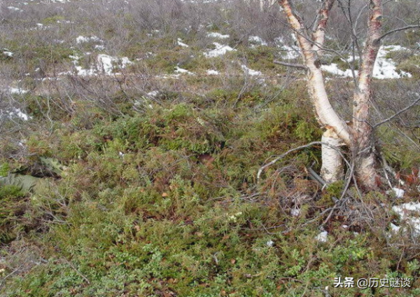 優秀狙擊手的偽裝術有多強？5張圖中能找出3個算你厲害