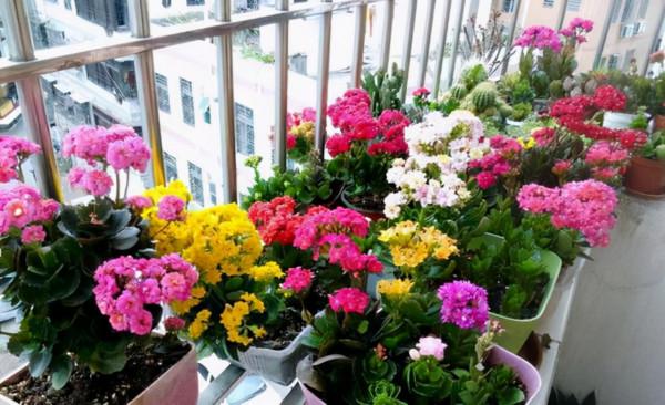 需要“窮養”的三種花，用小盆少澆水，才能養得“長長久久”