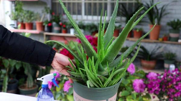 3種“沙漠”花，容易被澆死，多曬太陽少澆水！養在客廳超有範兒