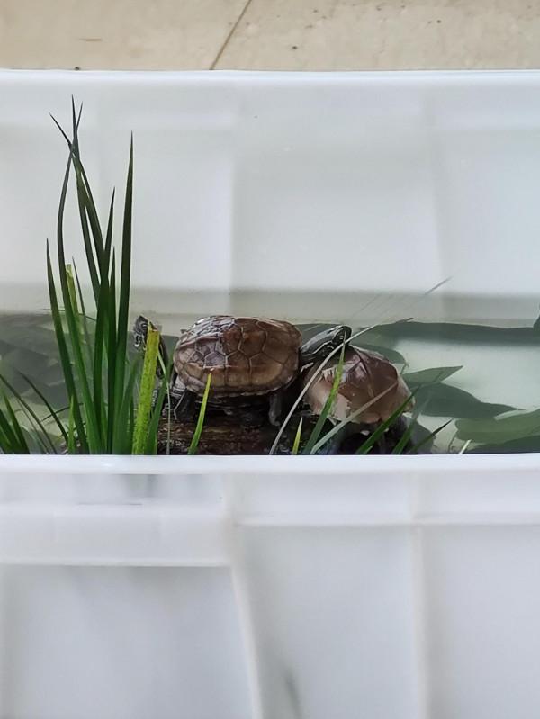 新手養烏龜應該注意什麼？該怎麼養？