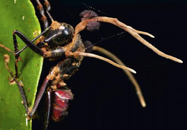 蘑菇≠真菌！真菌的這些趣事你要知道