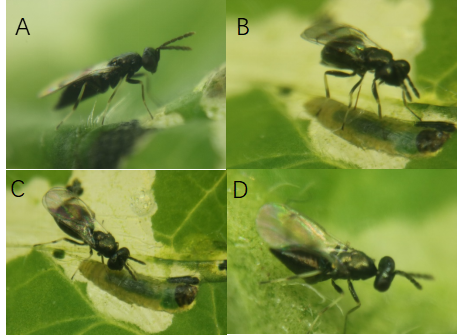天敵治蟲 番茄潛葉蛾被寄生機制揭示