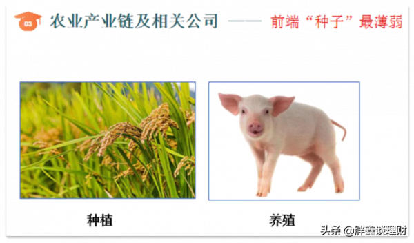 農業晶片——小種子迎來大風口 農業晶片——小種子迎來大風口
