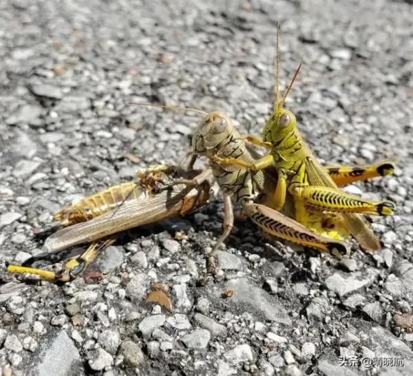 21張活久未見的罕見照片，大自然有時很殘酷，網友直呼長見識了