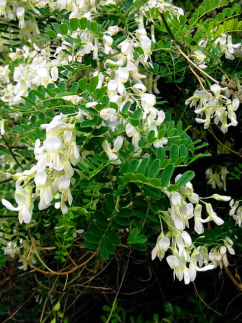 《百花集》（二百四十二）