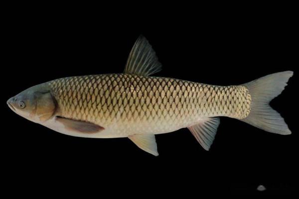 咽喉齒演化說明：草魚可能起源於3千萬年前中國西部的肉食性魚類