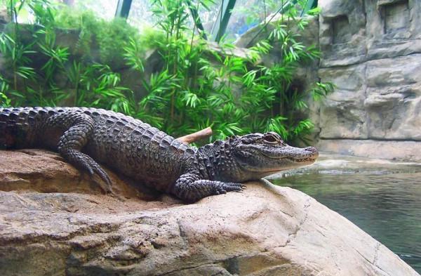 巨鱷“洛龍”的消亡史 巨鱷“洛龍”的消亡史