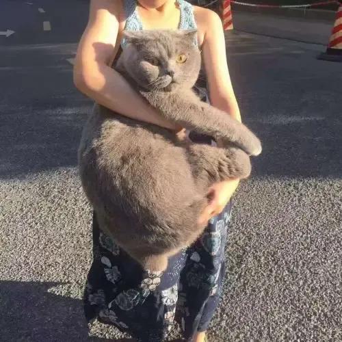 貓咪品種介紹大全！我們應該怎麼選擇適合自己的貓咪？