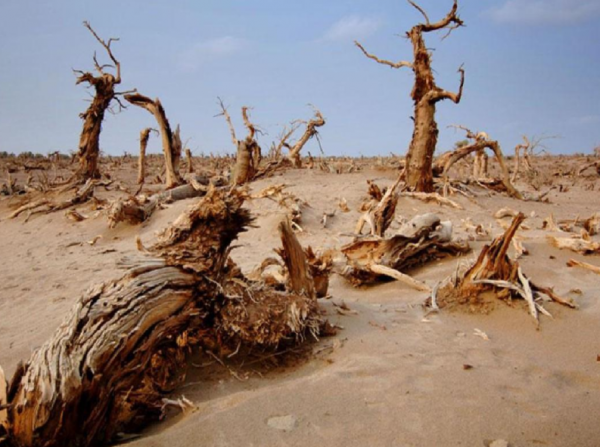 中國發明“神奇膠水”,能讓沙漠變成良田是真是假? 中國發明“神奇膠水”,能讓沙漠變成良田是真是假?