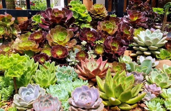 4年時間，靠一腔熱誠打造多肉花園