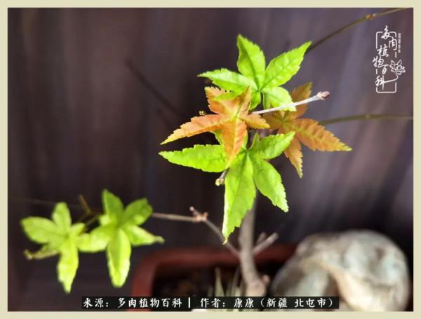 遠處都是風景，近處全是人生，眼前卻是多肉