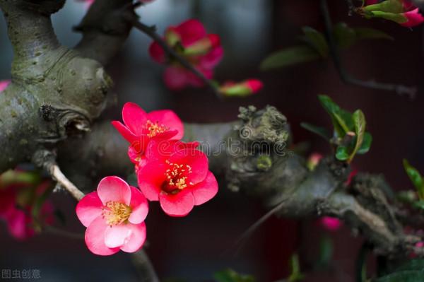 秋冬季節最容易“造假”的花草清單，購買需謹慎，擦亮眼睛