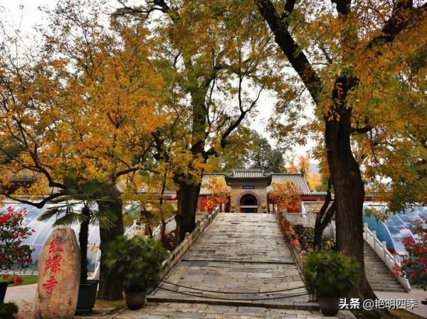 紅螺寺的秋,即使在陰霾的天氣,也是如此金黃燦爛 紅螺寺的秋,即使在陰霾的天氣,也是如此金黃燦爛