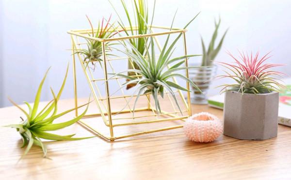 38種超級耐陰的花,沒光也能養爆盆,養在陽臺客廳超有範兒 38種超級耐陰的花,沒光也能養爆盆,養在陽臺客廳超有範兒