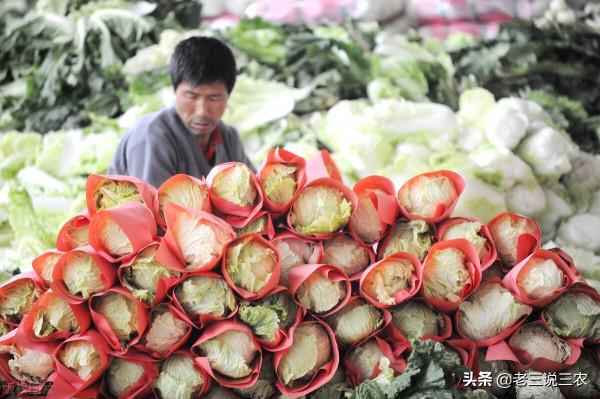 只要一把麥麩，解決白菜病蟲害問題！簡單3點，結球緊實，品質好