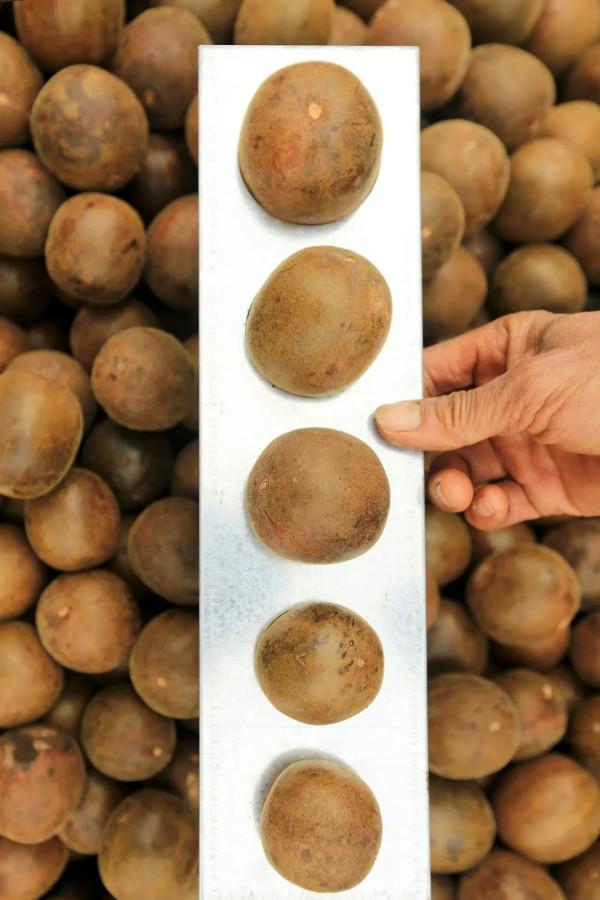 557億斤！中國&OpenCurlyDoubleQuote;水果王國&rdquo;，為什麼是廣西？