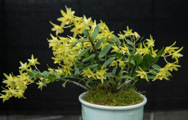 養花都是為了觀賞，這4種花要養一盆，不僅漂亮好養，而且還好吃