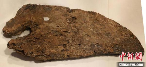 國際最新研究：“大約翰”三角龍頭骨創傷或與同類恐龍戰鬥造成