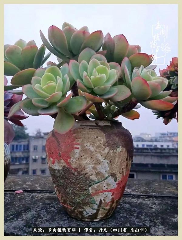 我的長生草秘密花園4：收集整理也是一種快樂