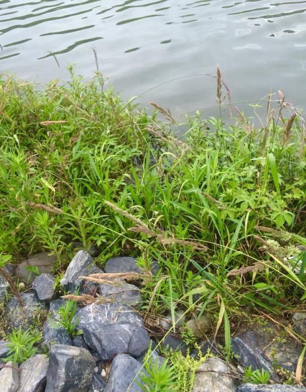 為什麼“釣魚要釣草”，又該如何去釣草呢？