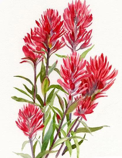 火把花，花色火紅，外形獨特，紅紅火火