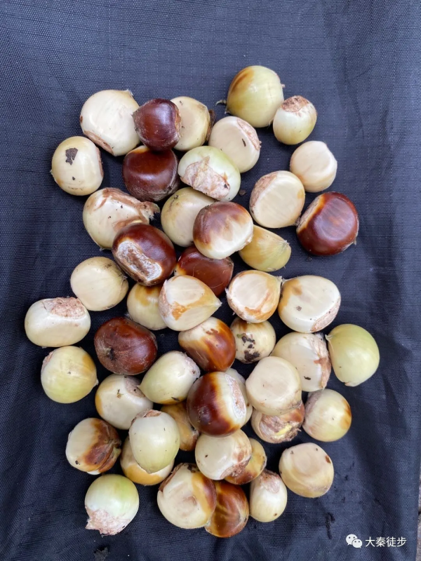 五道梁摘板栗