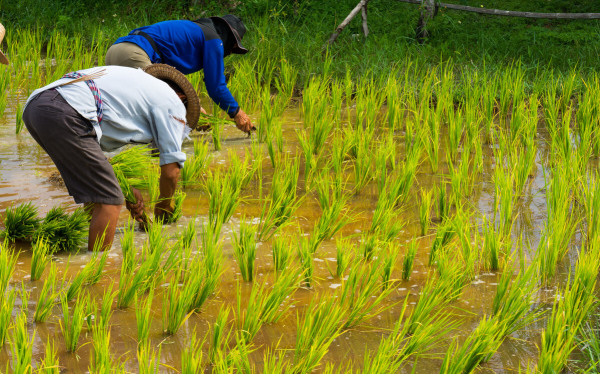 浙江大爺養殖烏鱉，透過稻鱉共養走向致富，年銷售額五千萬元
