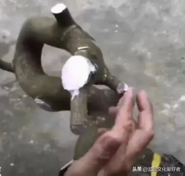 盆景下山樁怎麼處理才能提高成活率？