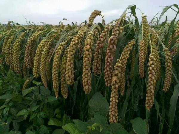 雜交水稻之父是袁隆平,雜交穀子之父是誰?他把谷產量提升了一倍 雜交水稻之父是袁隆平,雜交穀子之父是誰?他把谷產量提升了一倍