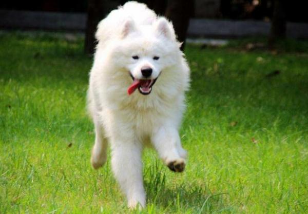 薩摩耶有這些特徵,說明你沒有“白養” 薩摩耶有這些特徵,說明你沒有“白養”