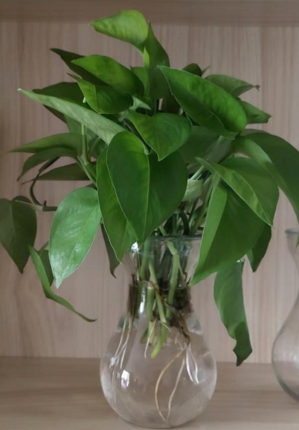 30種觀葉植物，能觀賞也淨化空氣，總有一種你養過