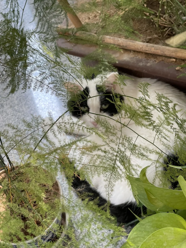 大阿寶：感覺我也可以當演員