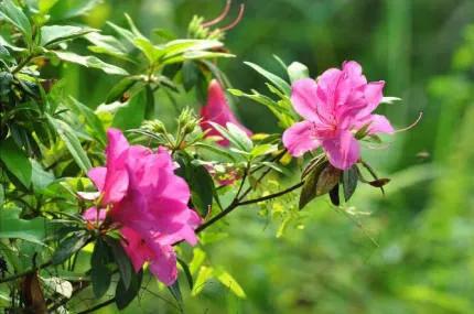 分享——杜鵑花