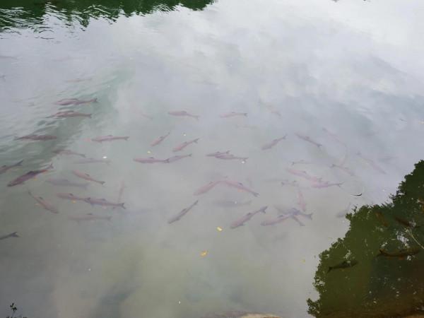 我的旅程日記:武夷山之旅D2(武夷宮——止止庵——水光巖) 我的旅程日記:武夷山之旅D2(武夷宮——止止庵——水光巖)