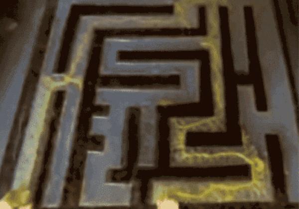 博物志 | “沒有腦子”的單細胞生物可能比你想象中更“聰明”