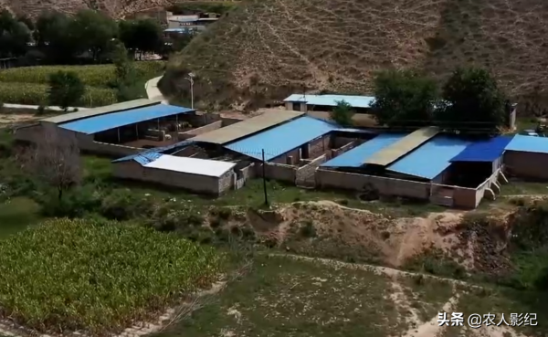 甘肅小夥進山放羊，養羊三年賠三年，屢敗屢戰年收入1000多萬元