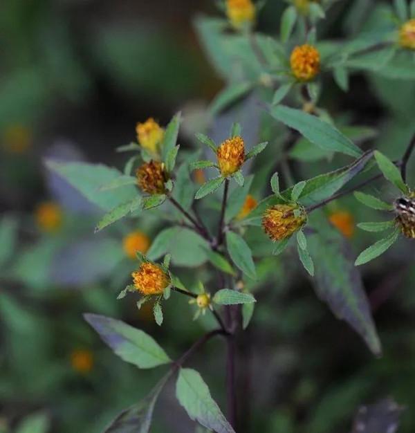 小小的花兒，清新淡雅，綻放著自己獨特的美