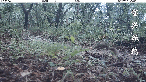 前方高萌！海淀竟有超多“神奇生物”出沒……